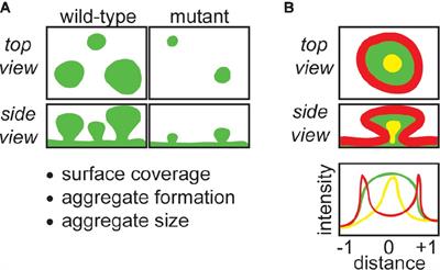 Confocal Laser Scanning Microscopy for Analysis of Pseudomonas aeruginosa Biofilm Architecture and Matrix Localization